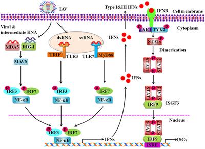 Host Immune Response to Influenza A Virus Infection